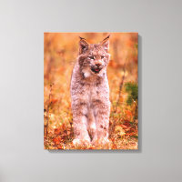 Chasse au lynx roux | Forêt automnale