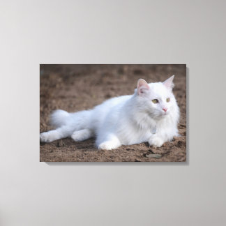 Toile Chat d'angora turc blanc sur arrière - plan brun