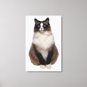 Toile Chat de Ragdoll