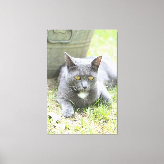 Toile Chat gris design rustique (Recto)