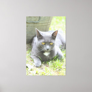 Toile Chat gris design rustique