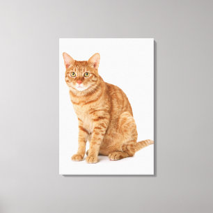 Toile Chat japonais 6