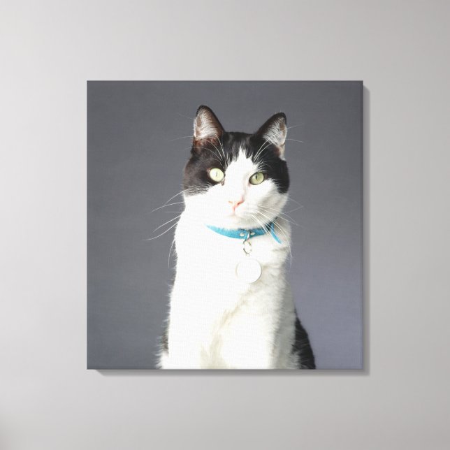 Toile Chat noir et blanc (Recto)