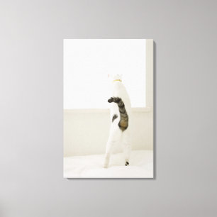 Toile Chat regardant la fenêtre, vue arrière