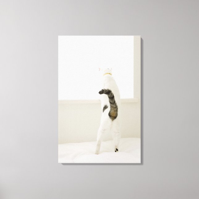 Toile Chat regardant par la fenêtre, vue arrière (Recto)