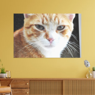 Toile Chat sans abri derrière la fenêtre .