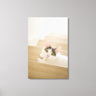 Toile Chat se trouvant sur des escaliers
