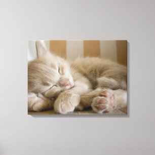 Toile Chaton couchant