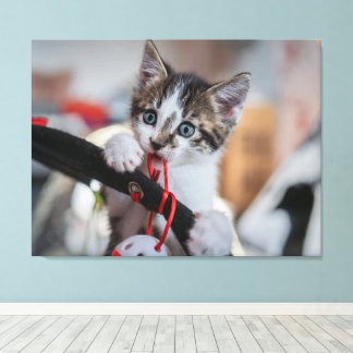 Toile chaton et balle