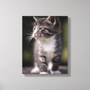 Toile Chaton se tenant grand