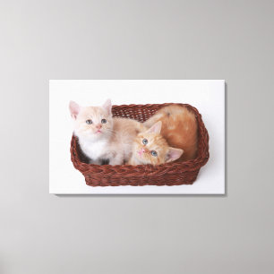 Toile Chatons dans le panier