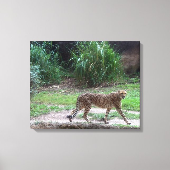 Toile Cheetah (Recto)