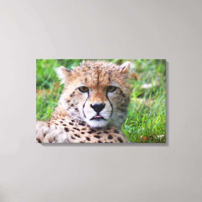 Toile Cheetah (Recto)