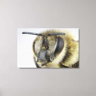 Toile Chef d'abeille