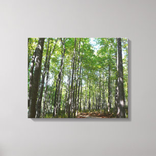 Toile Chemin en bois centenaire II Ellicott City Marylan