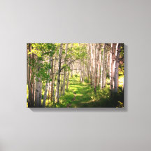 Chemin forestier à la fin du printemps