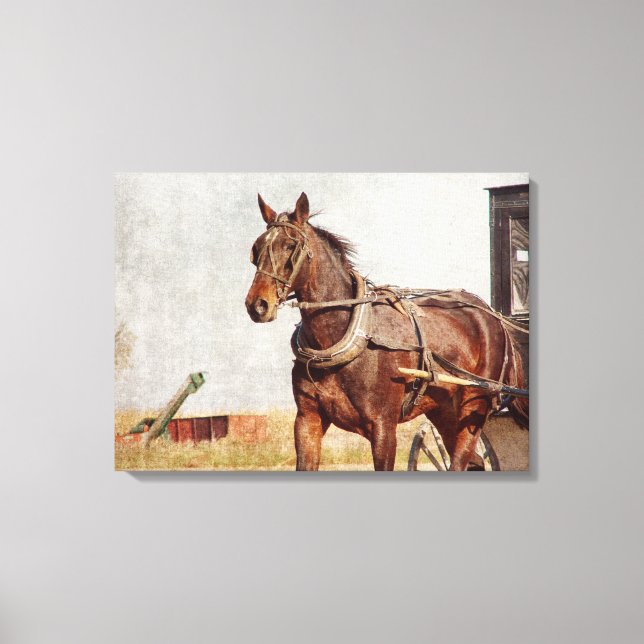 Toile Cheval Amish et Buggy à Kalona, Iowa (Recto)