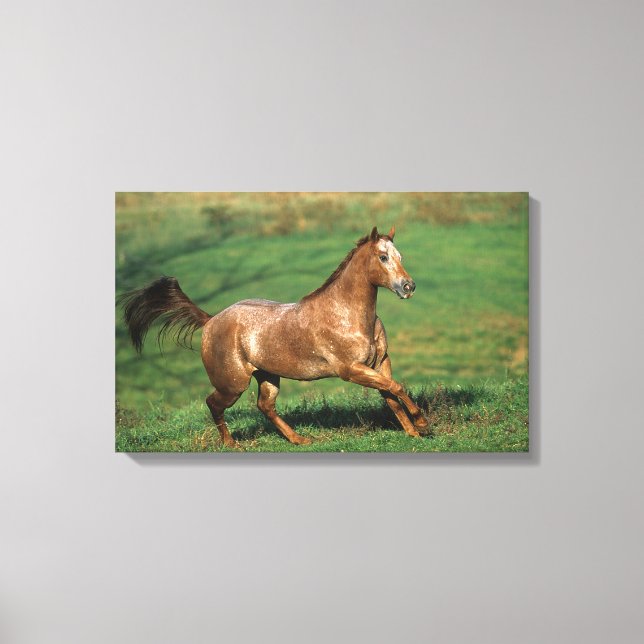 Toile Cheval Appaloosa courant dans le champ de Grassy (Recto)