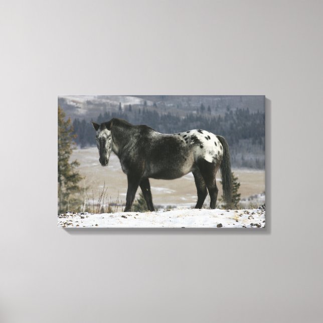 Toile Cheval Appaloosa dans la neige (Recto)