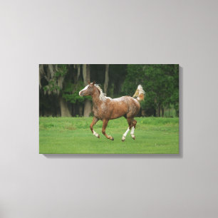 Toile Cheval Appaloosa en course