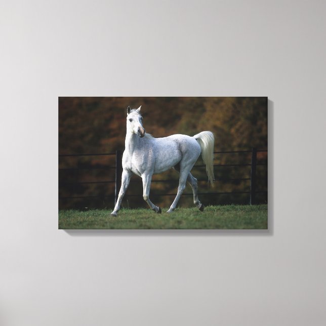 Toile Cheval arabe 1 (Recto)