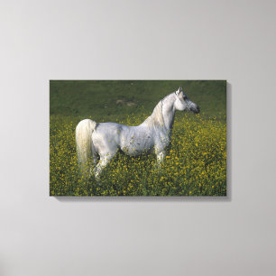 Toile Cheval arabe debout en fleurs