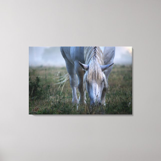 Toile Cheval blanc (Recto)