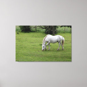 Toile Cheval blanc pâturant dans un champ