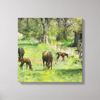 Toile Cheval & Colts En Pâturage - Carré Canvas Art