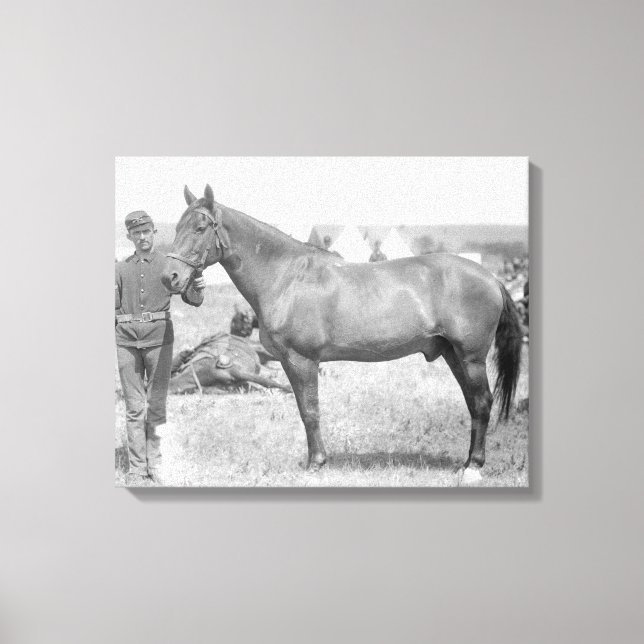 Toile Cheval "Comanche" le seul Survivant du Custer (Recto)