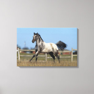 Toile Cheval d'Appaloosa courant 3