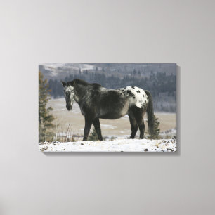 Toile Cheval d'Appaloosa dans la neige