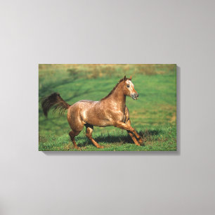 Toile Cheval d'Appaloosa fonctionnant dans le domaine