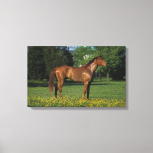 Toile Cheval de pur sang en fleurs