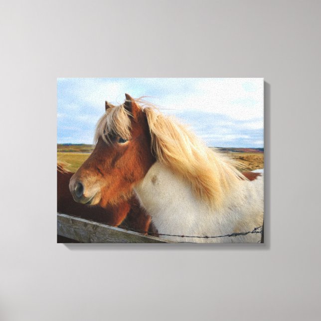 Toile Cheval islandais à crinière blonde (Recto)