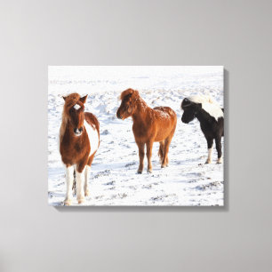 Toile Cheval islandais avec pelage d'hiver typique