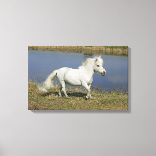 Toile Cheval miniature fonctionnant près de l'eau