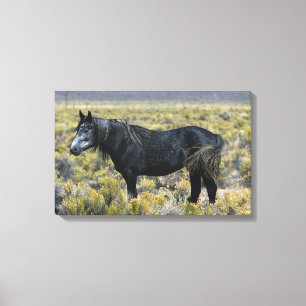Toile Cheval Mustang sauvage dans le désert