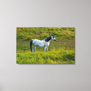 Toile cheval Palouse, Colfax, région de Palouse, Washing