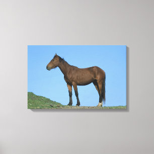 Toile Cheval sauvage de mustang