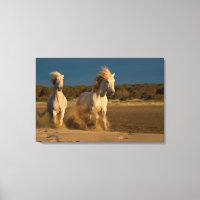 Chevaux Blancs Courant Sur La Plage | Camargue, Fr