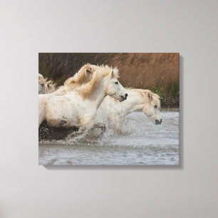 Toile Chevaux blancs de Camargue courant dans l'eau