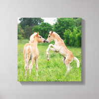 Chevaux de Haflinger jolies poulains élevant