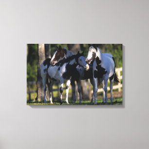 Toile Chevaux de peinture