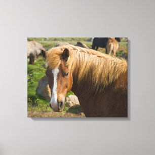 Toile Chevaux islandais dans le nord-est de l'Islande
