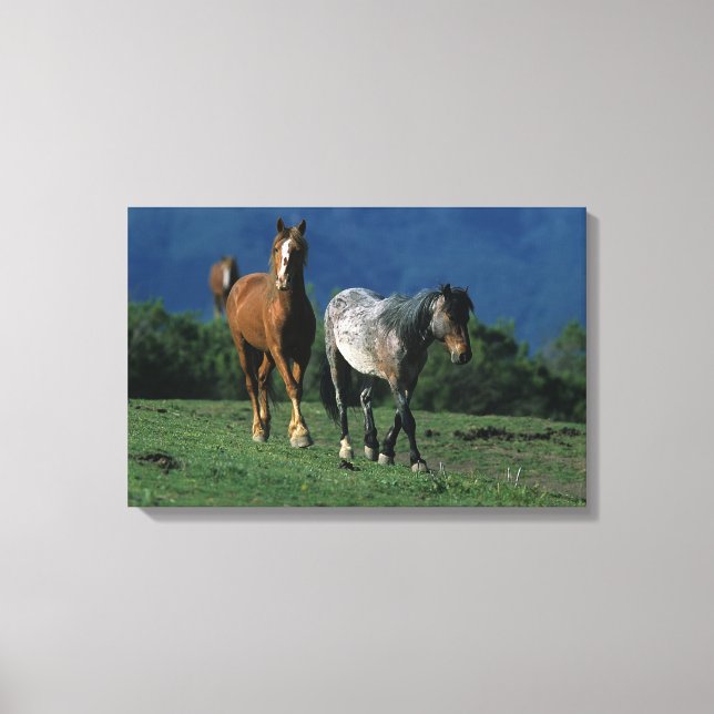 Toile Chevaux Mustang Sauvages (Recto)