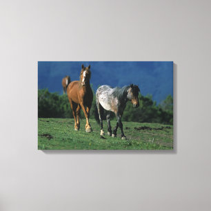 Toile Chevaux Mustang Sauvages