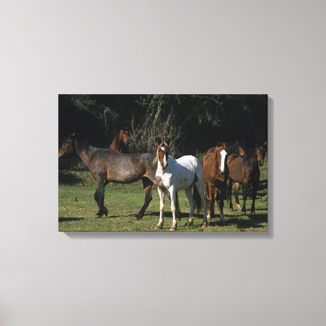 Toile Chevaux Mustang Sauvages 1 (Recto)