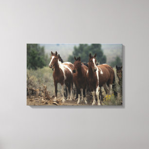 Toile Chevaux Mustang Sauvages 7