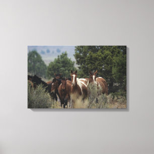 Toile Chevaux sauvages 2 de mustang